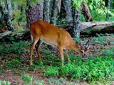 Little Buck by bfrank, photography->animals gallery