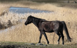 Horse by Paul_Gerritsen, photography->animals gallery