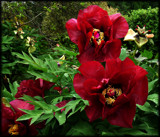 Paeonies in the Rain by LynEve, photography->flowers gallery