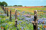 Texas Spring by Texan1968, photography->landscape gallery