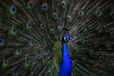 Click here to view at full resolution.