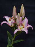 First Light by LedsLens, Photography->Flowers gallery