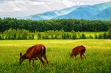 Great Smoky Mountain Adventure 2 by bfrank, photography->animals gallery