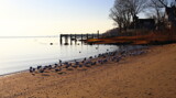 Gulls Beach by Tomeast, photography->birds gallery