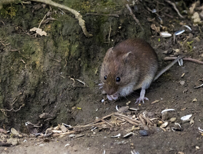 Click here to view at full resolution.