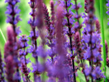 No. 15 by Hottrockin, Photography->Flowers gallery