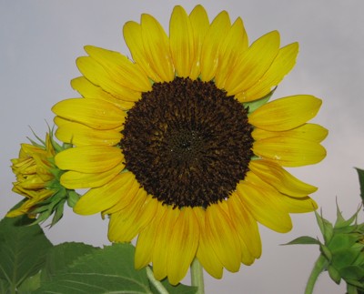 Click here to view at full resolution.