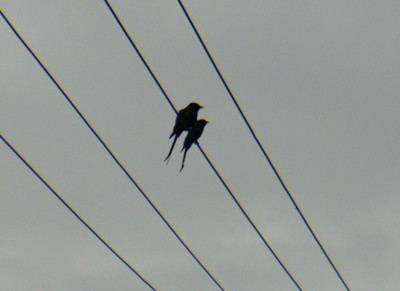 Click here to view at full resolution.