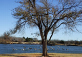 Lake Hefner Birds Flying South by RenieRenee, Photography->Birds gallery
