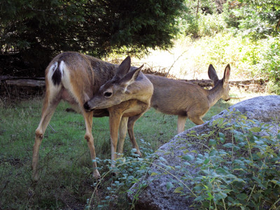 Click here to view at full resolution.