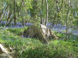 Bluebells by sonya001, Photography->Nature gallery