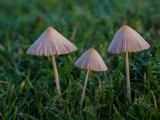 Tiny Little Umbrellas by bfrank, photography->mushrooms gallery
