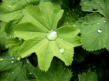 shiny drops by ferebee, Photography->Gardens gallery