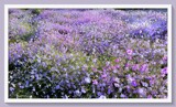 Pastel Abundance by LynEve, photography->flowers gallery