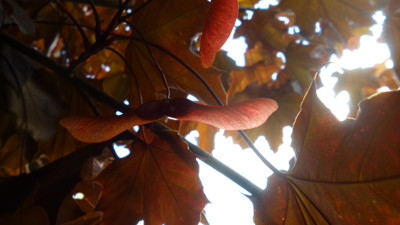 Click here to view at full resolution.