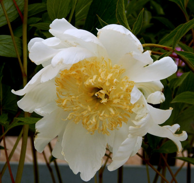 Click here to view at full resolution.