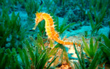 Thorny Seahorse by Texan1968, photography->animals gallery