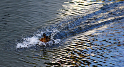 Click here to view at full resolution.