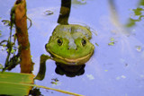 It Ain't Easy Being Green by hirschikiss22, Photography->Reptiles/amphibians gallery