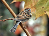 You Again ? by muggsy, Photography->Birds gallery