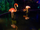 Not Your Usual Christmas Lights by Pistos, photography->birds gallery