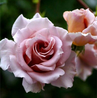 Click here to view at full resolution.