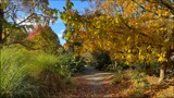 Autumn Walk by LynEve, photography->gardens gallery