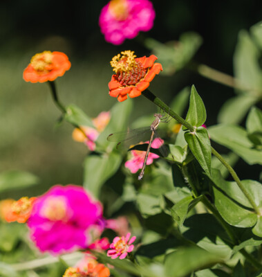 Click here to view at full resolution.