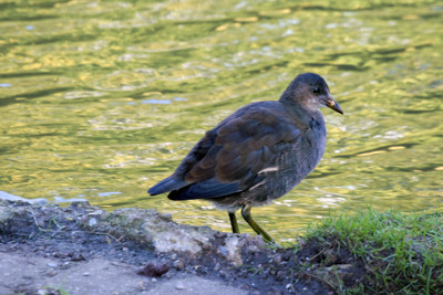 Click here to view at full resolution.