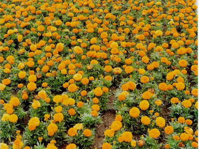 Click here to view at full resolution.