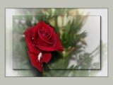 Red Rose by LynEve, photography->flowers gallery