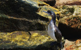 Phalacrocorax fuscescens : Black Faced Cormorant. by Mythmaker, photography->birds gallery