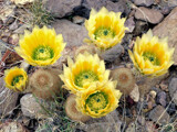 Prickly Situation by Texan1968, photography->flowers gallery