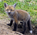 Let's Play by thomasw1217, photography->animals gallery