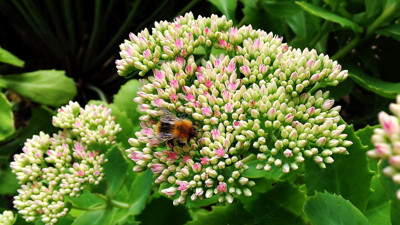 Click here to view at full resolution.