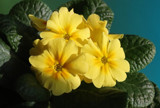 Life's A Holiday by jerseygurl, photography->flowers gallery