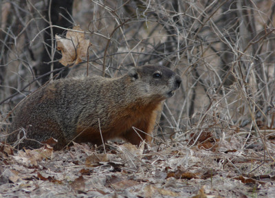 Click here to view at full resolution.