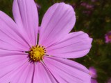 Pink Cosmos by LynEve, photography->flowers gallery