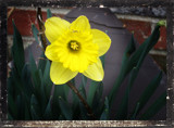 Foofy Daffodil by amishy, Photography->Flowers gallery