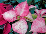 First Poinsettia by trixxie17, holidays->christmas gallery