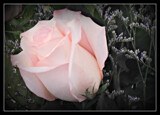 Rose for Friday by Starglow, photography->manipulation gallery