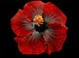 Black Dragon by Texan1968, photography->flowers gallery