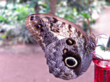 Morpho stops By. by Ramad, photography->butterflies gallery