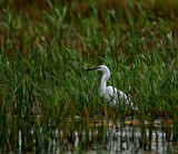 Egret by biffobear, photography->birds gallery