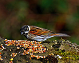 Reed Bunting by biffobear, photography->birds gallery