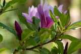 Magnolias by Ramad, photography->flowers gallery