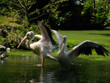 I ain't afraid.. by gaeljet2, Photography->Birds gallery