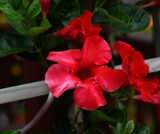 Red Foofy by tigger3, photography->flowers gallery