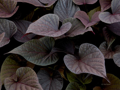 Click here to view at full resolution.
