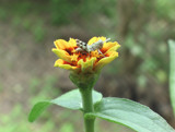 Baby Zinnia and Friend... by beebs, Photography->Flowers gallery